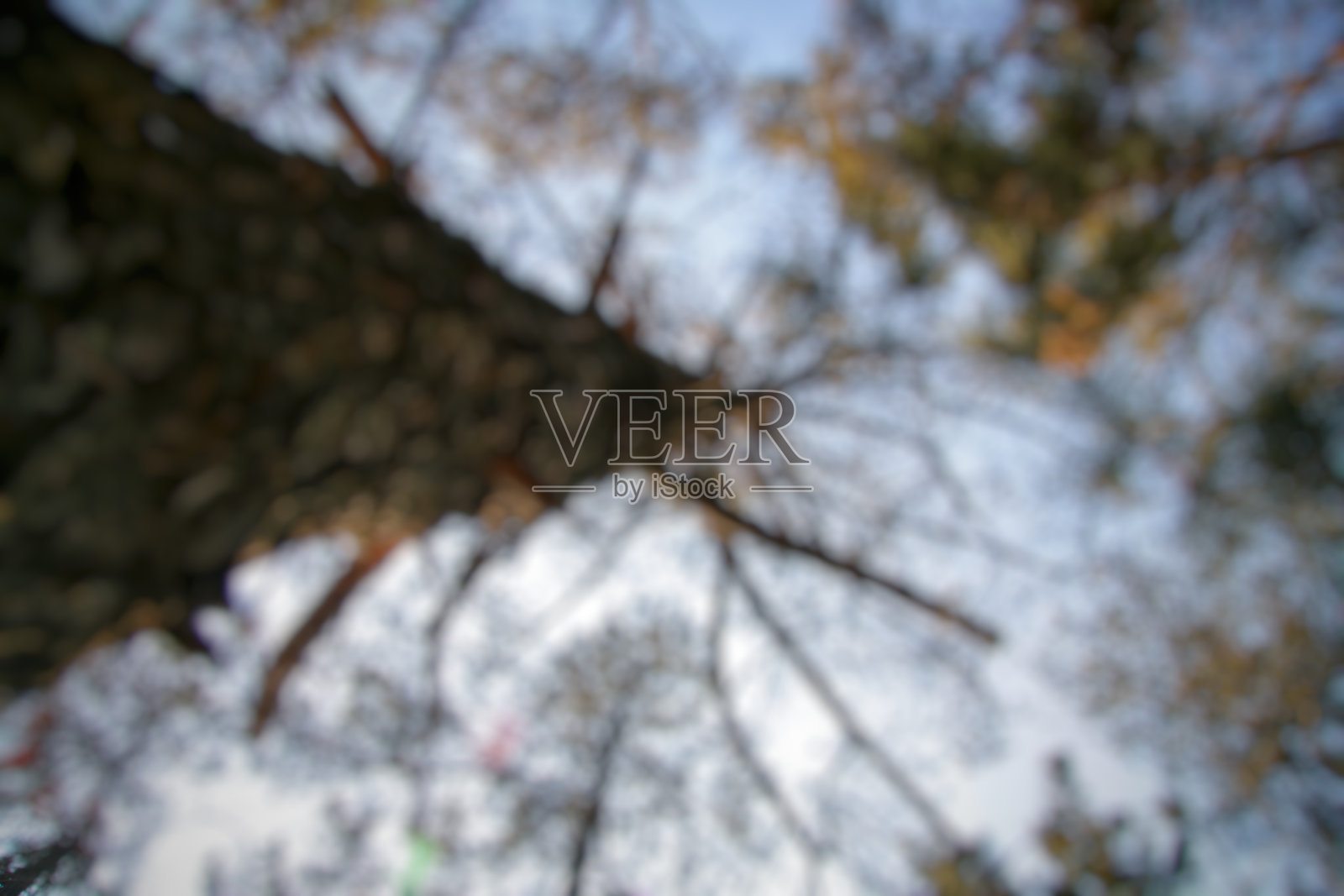 重点抽象背景松树对白色的天空背景照片摄影图片