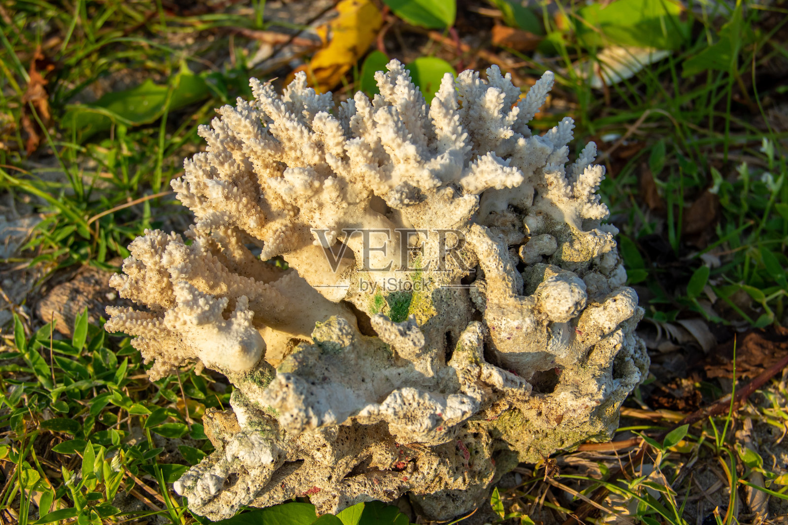 珊瑚礁照片摄影图片