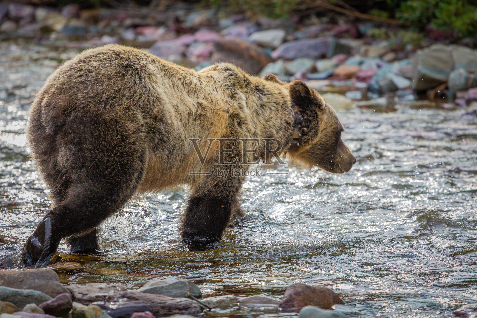 一头灰熊正在进入一条流动的小溪照片摄影图片