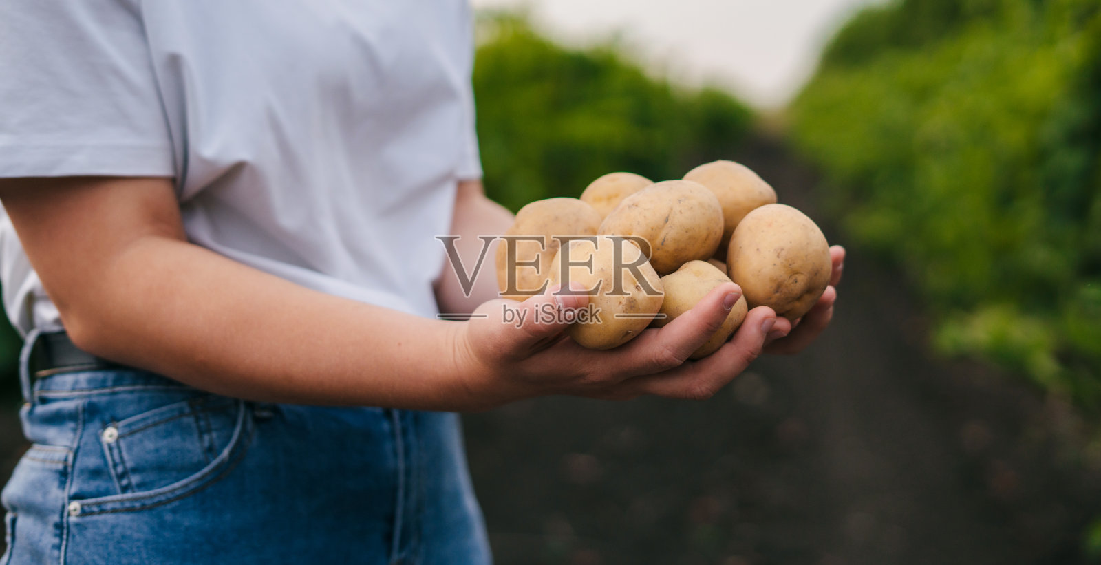 女人的手和有机土豆站在户外的花园。有机蔬菜种植。国家环境。农业工人。照片摄影图片
