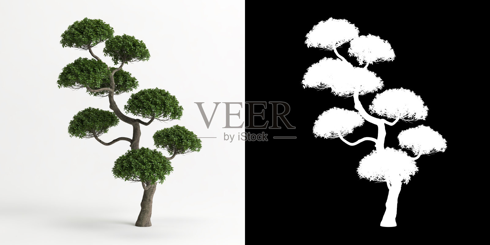 分离在白色和它的面具上的小叶卡莫纳盆景的三维插图照片摄影图片