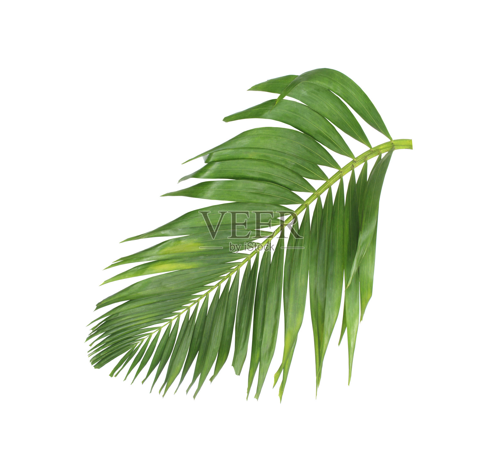 夏天的概念与绿色棕榈叶来自热带。叶,花叶,枝,树,孤立在白色图案背景上。平铺,俯视图。照片摄影图片