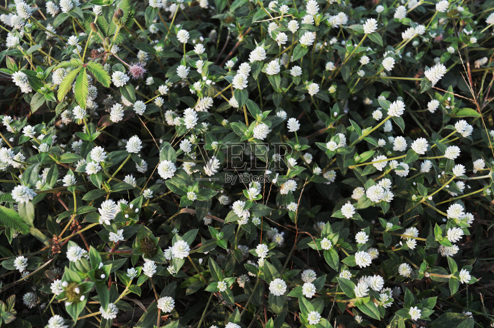 路边的白色花朵照片摄影图片