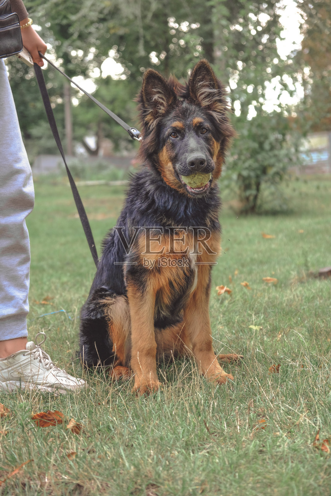 年轻的纯种牧羊犬在大自然。一只黑色毛茸茸的小狗叼着一个网球照片摄影图片
