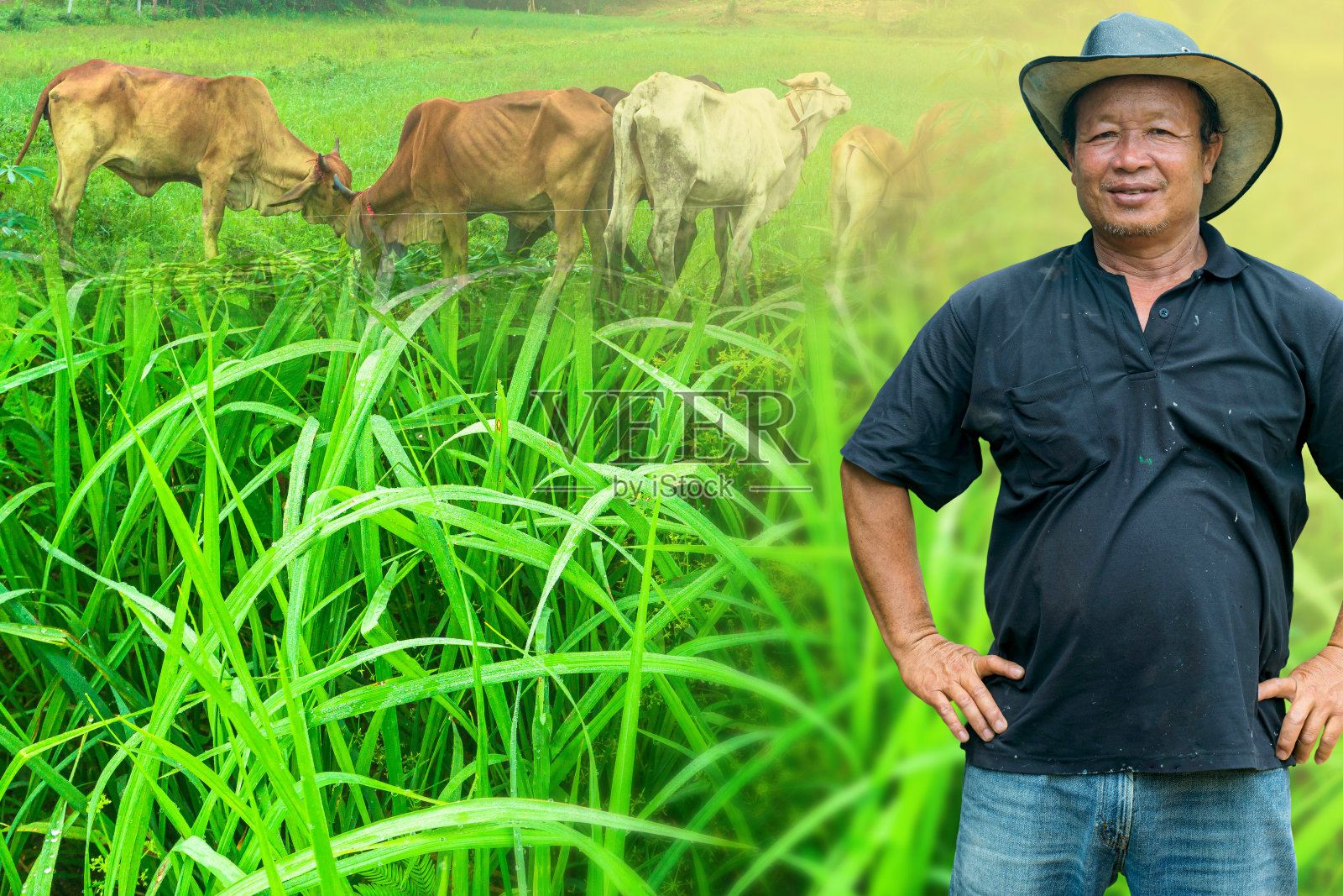 一名泰国男子赶着一头50-55岁的牛。一个戴着牛仔帽的农民微笑着站在他的脚下。照片摄影图片