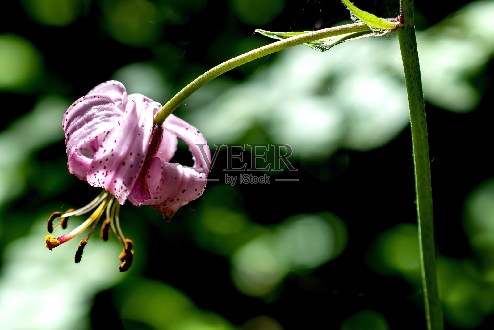 百合,一种美丽的森林粉色花照片摄影图片