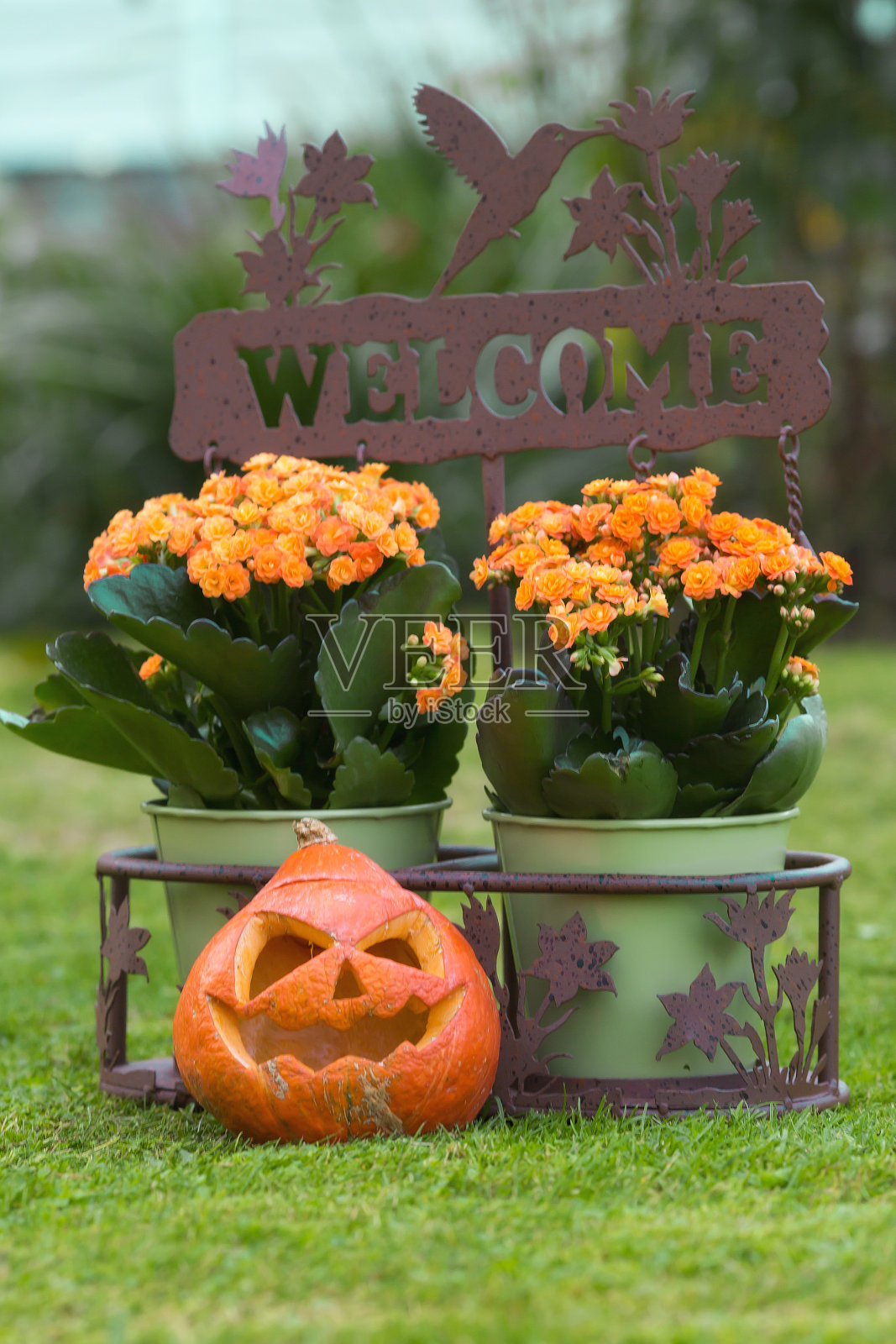 感恩节和万圣节派对的概念。草地上的橙色南瓜。照片摄影图片