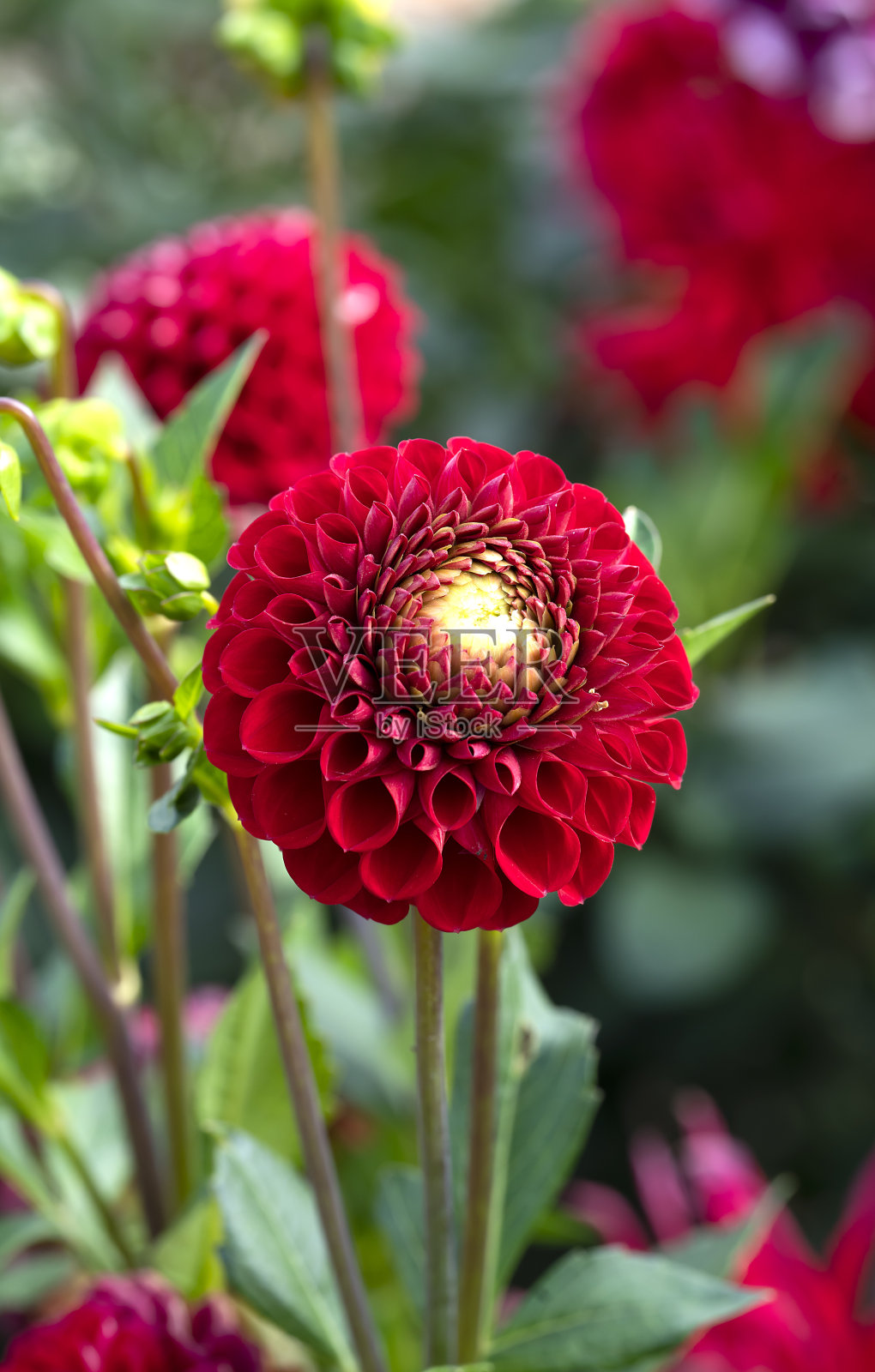 红色大丽花特写。自然界的理想几何。花卉垂直背景屏保,明信片,故事。照片摄影图片