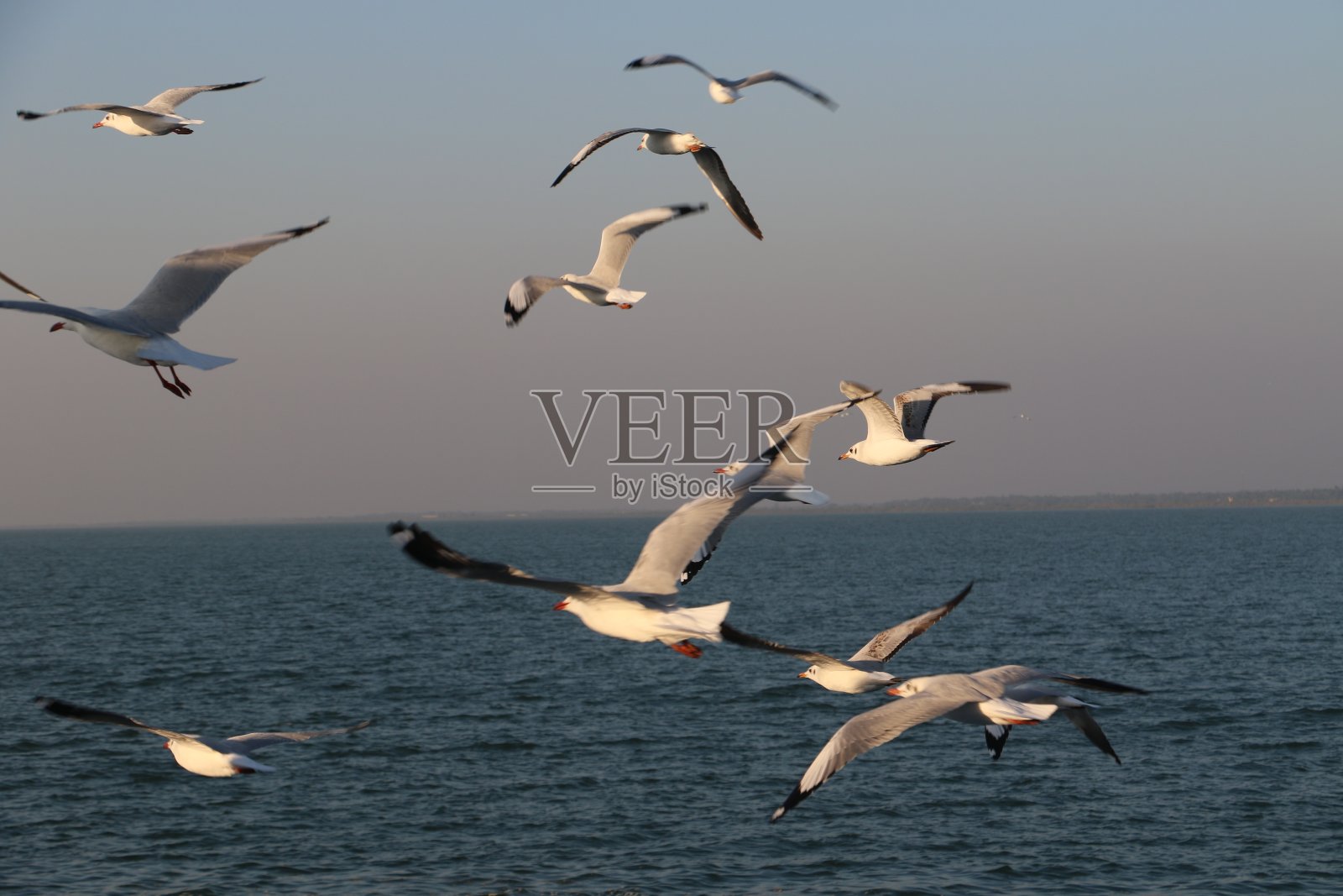 海鸟飞翔。照片摄影图片