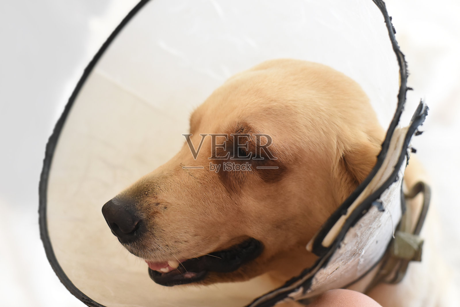 生病的拉布拉多狗戴着伊丽莎白时期的塑料锥形医疗项圈在脖子上防止咬伤保护照片摄影图片