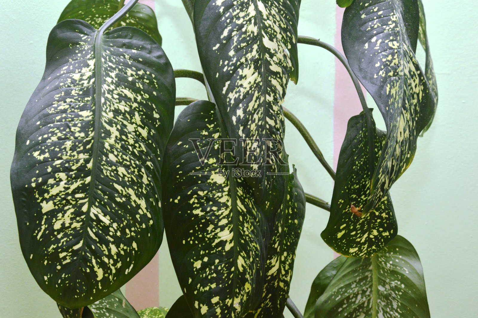 植物的叶子照片摄影图片