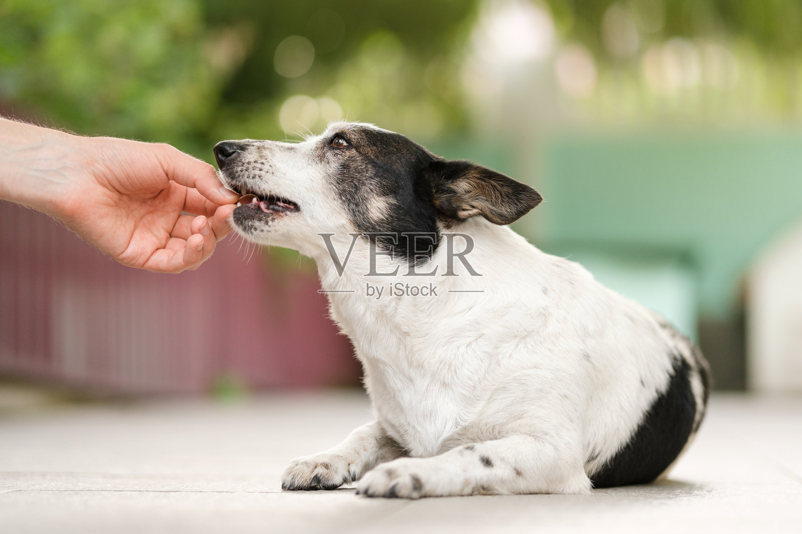 可爱的黑白相间的狗狗正在啃一个男人手里的牛排形状的零食。照片摄影图片