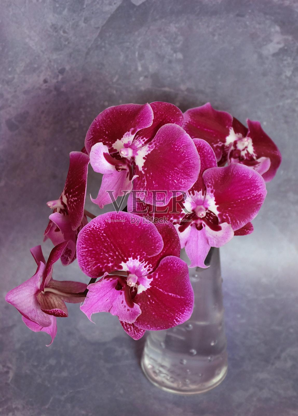 栗色蝴蝶兰花照片摄影图片