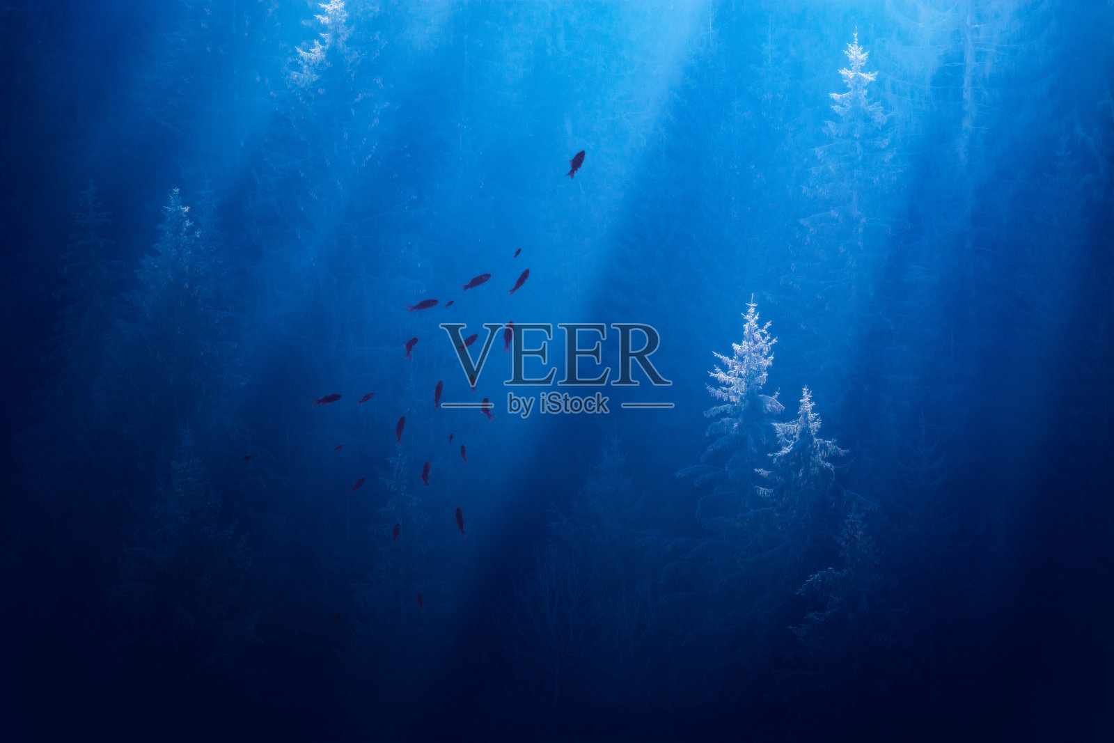 雾霾森林中的一群鱼照片摄影图片