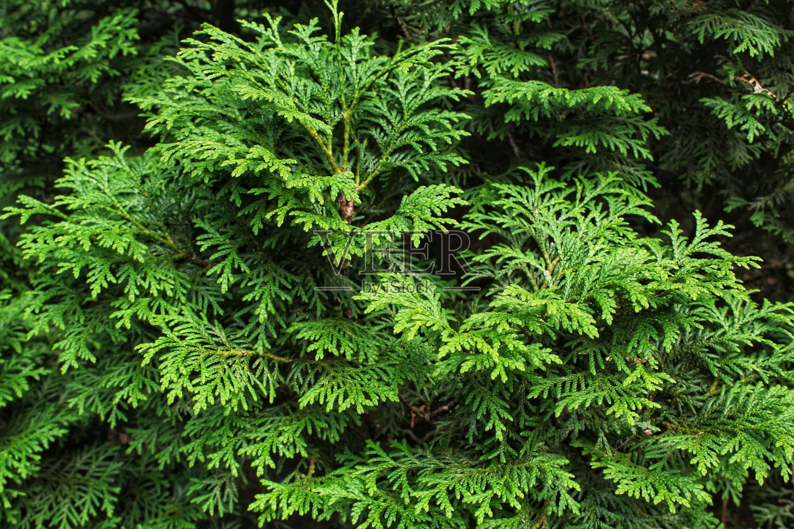 树的绿色树枝。常绿中国柏树退针叶林。金钟柏杜松枝照片摄影图片