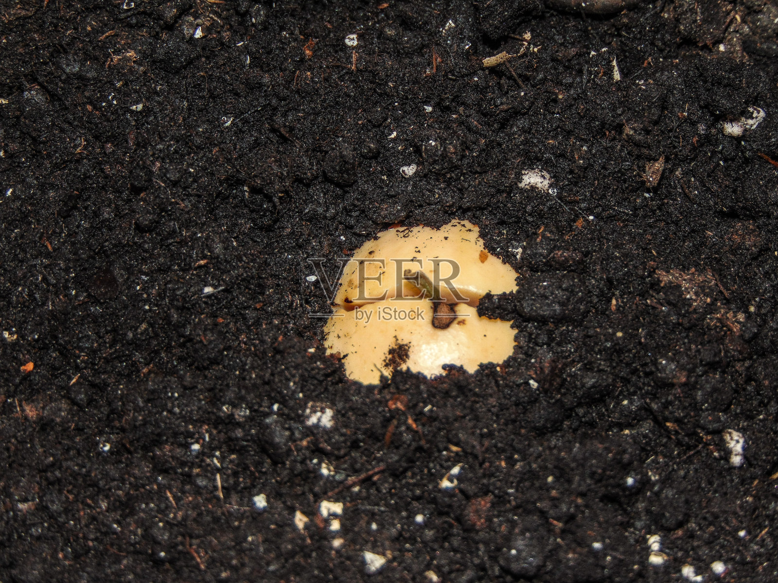 在锅中发芽的牛油果核照片摄影图片