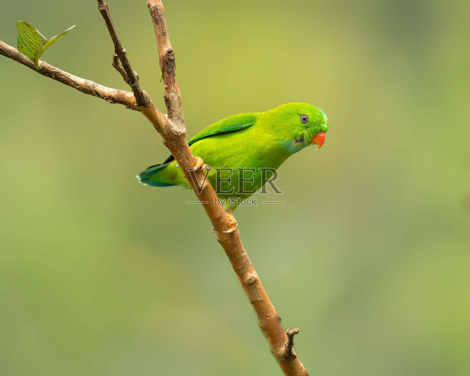 春吊鹦鹉(春吊鹦鹉)照片摄影图片