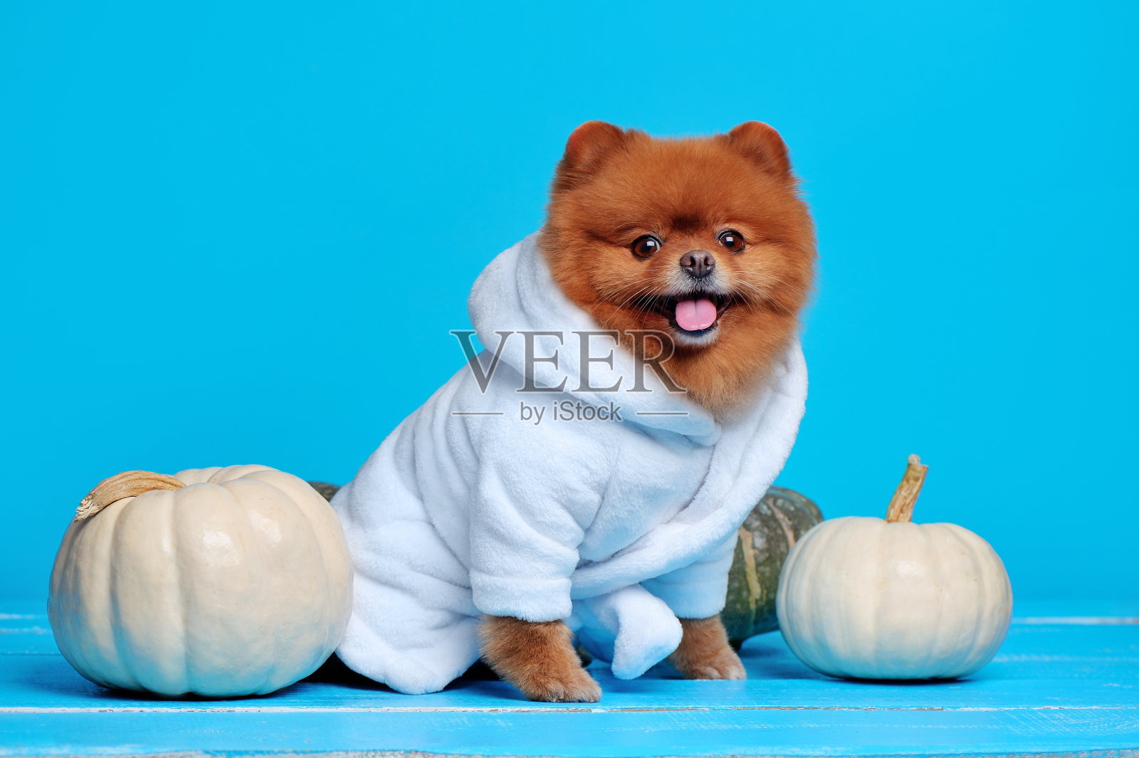 蓝色背景下穿着白色浴袍的博美犬照片摄影图片