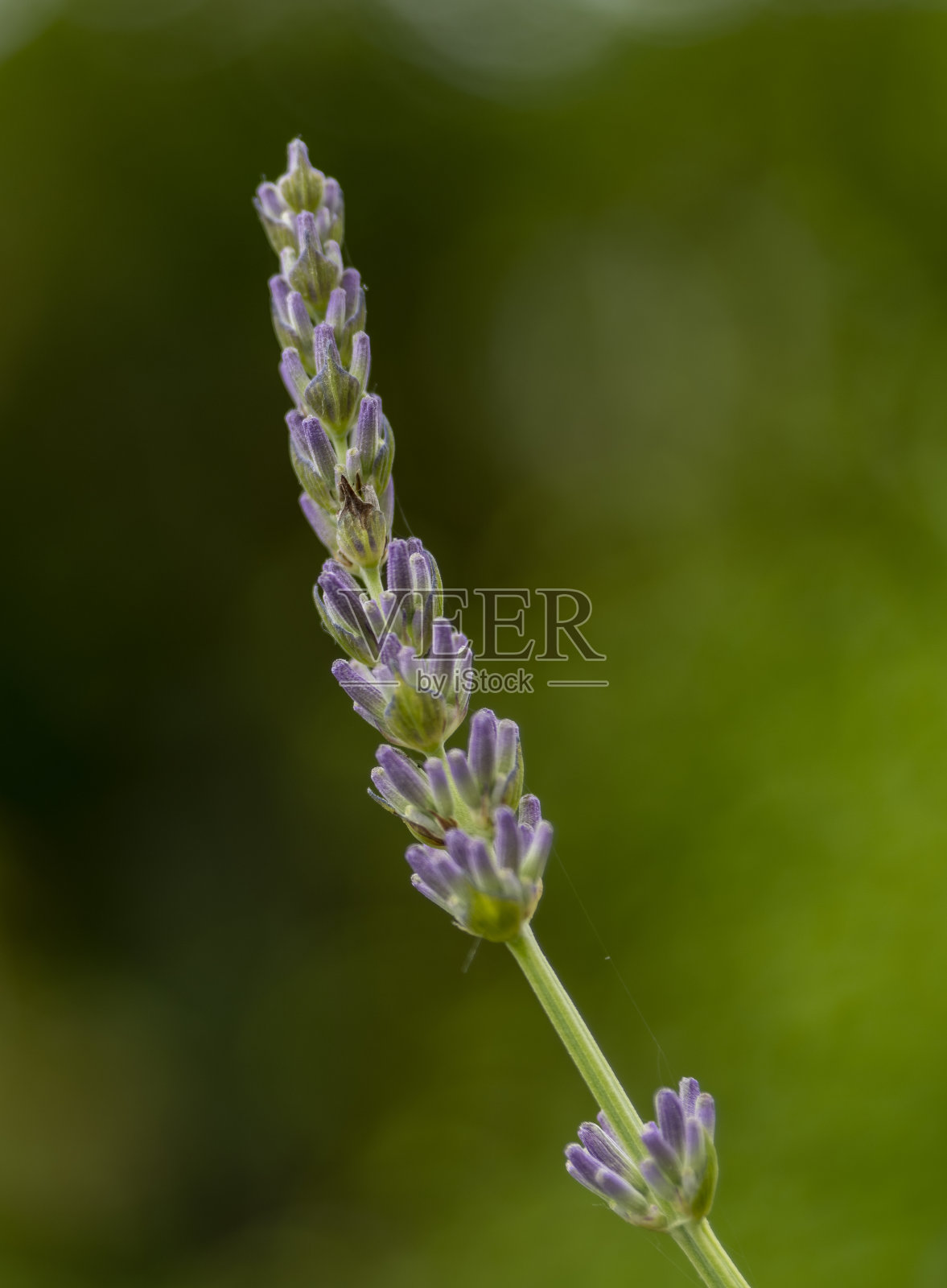 薰衣草花头。照片摄影图片