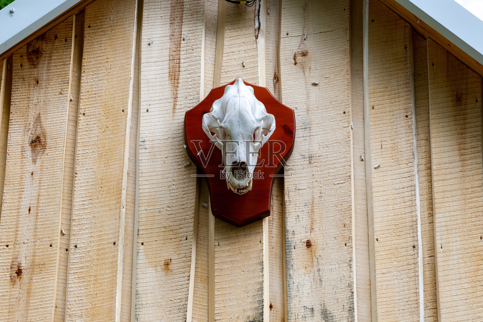 狩猎小屋山墙上的熊头骨。熊的头骨。照片摄影图片
