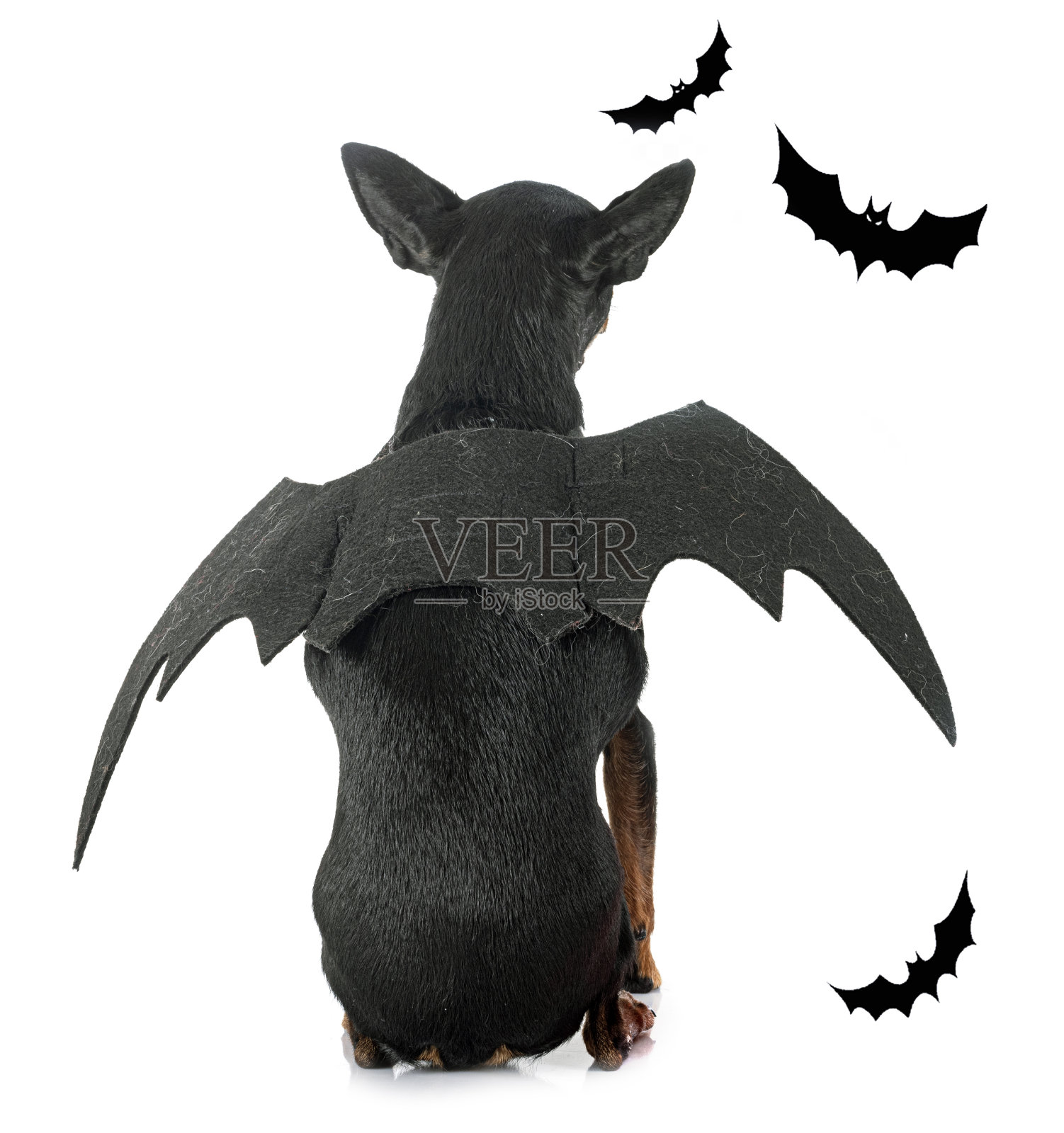 工作室里的迷你犬照片摄影图片