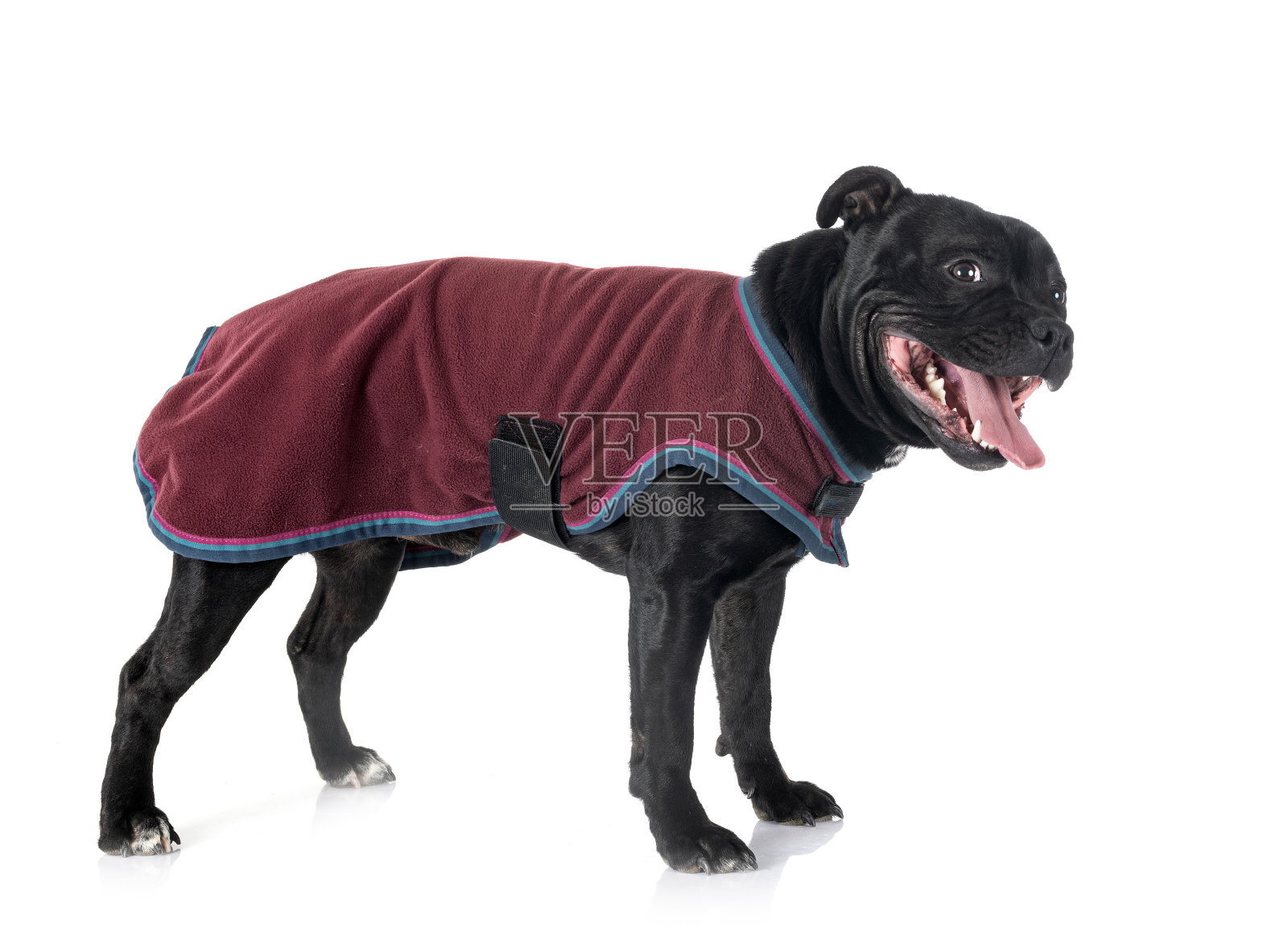 斯塔福郡斗牛梗照片摄影图片