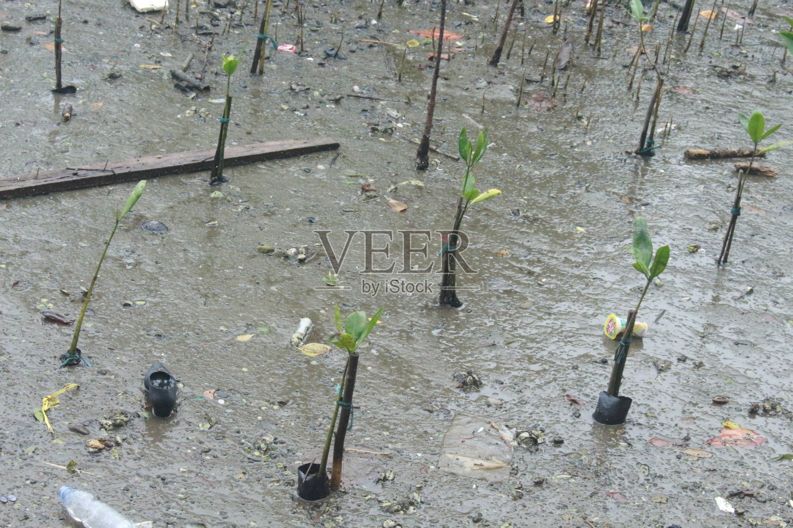 一些新种植的红树生长茂盛照片摄影图片