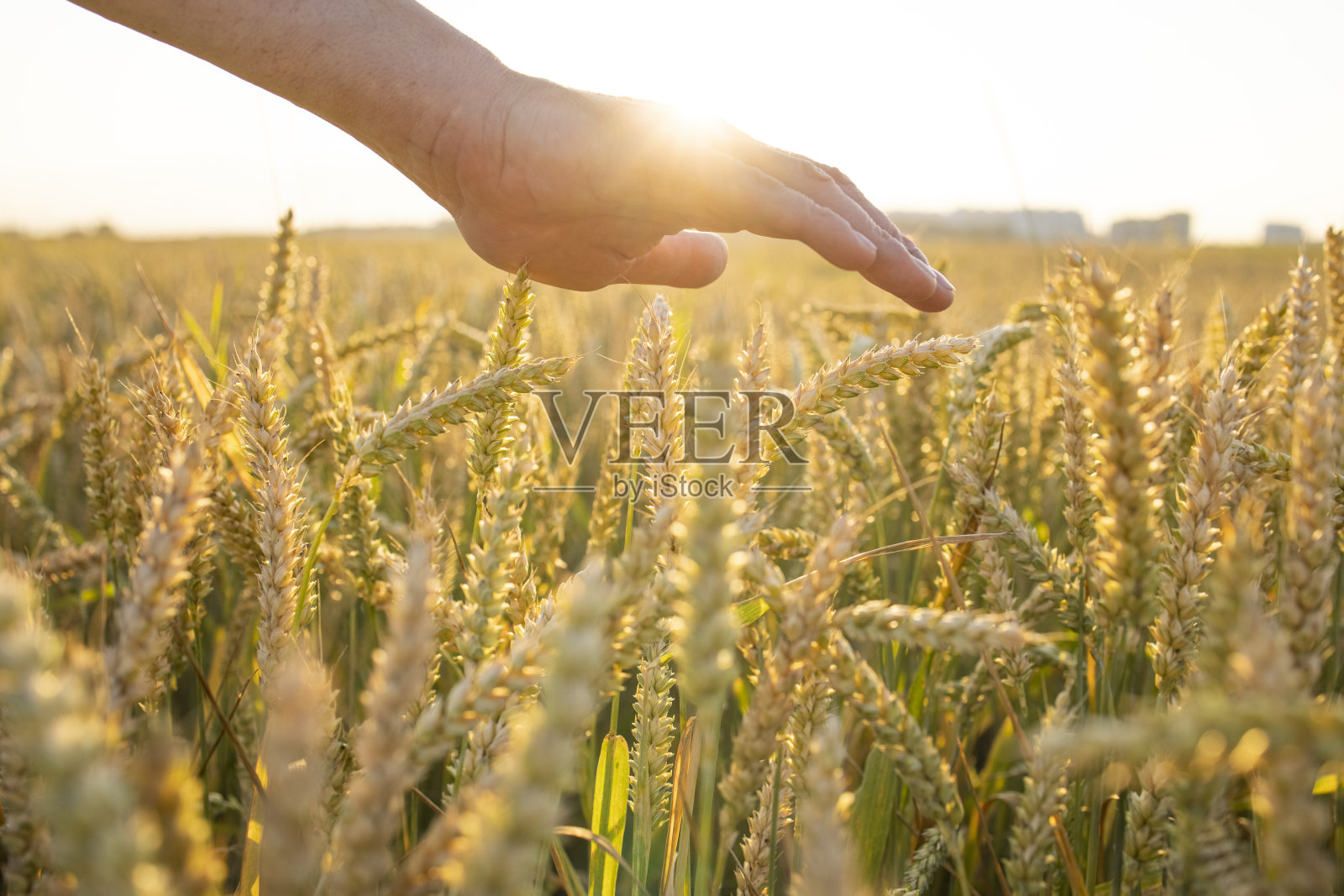 小麦,黑麦在农民手中。种植作物。金黄的乡村夏日风景。小麦的芽,黑麦在农民的手中。农夫穿过田地,检查庄稼。照片摄影图片