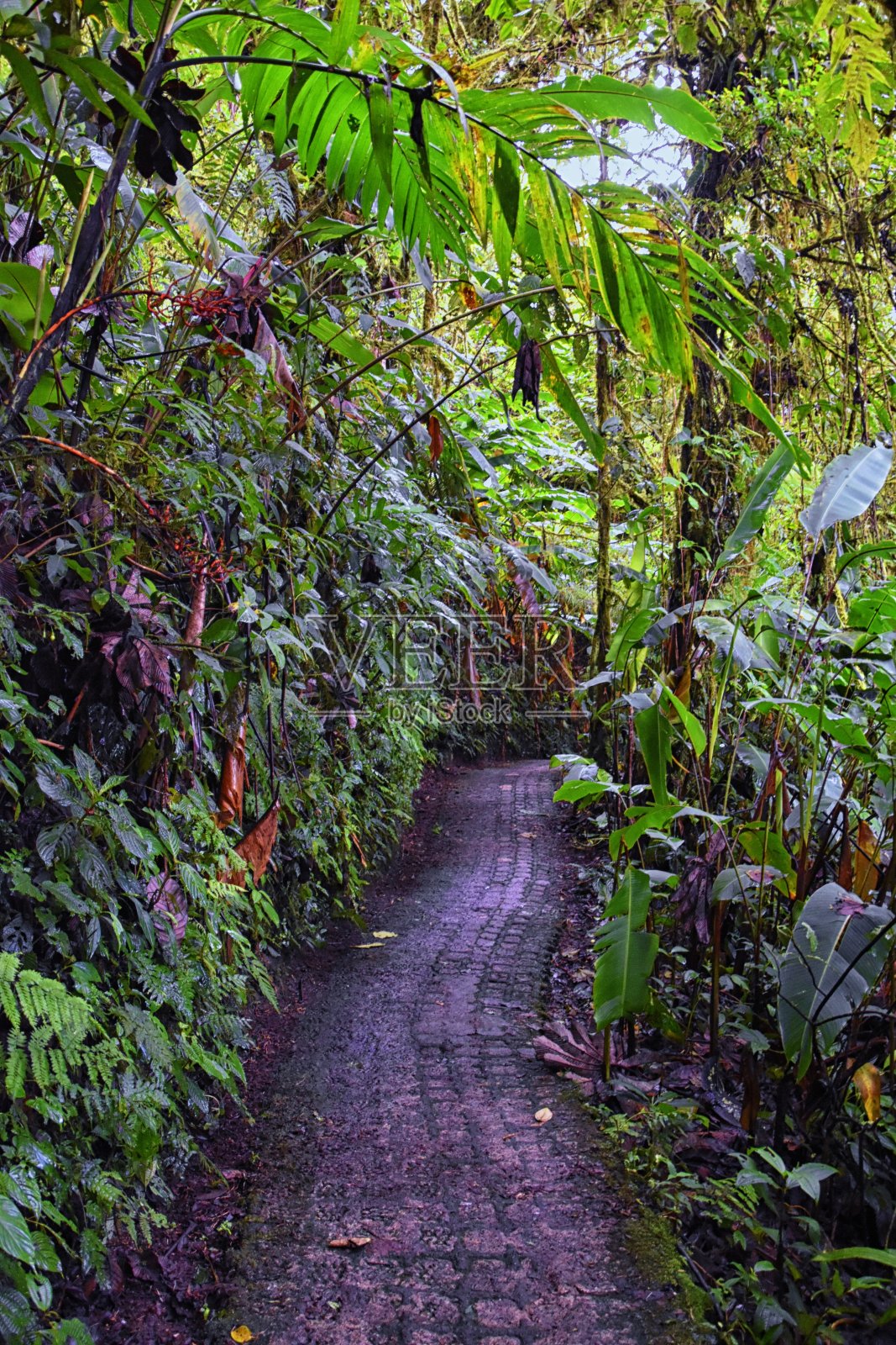 蒙特维德云雾森林保护区,徒步旅行的路径,植物和树木,哥斯达黎加在蓬塔雷纳斯和阿拉胡埃拉省。中美洲。照片摄影图片