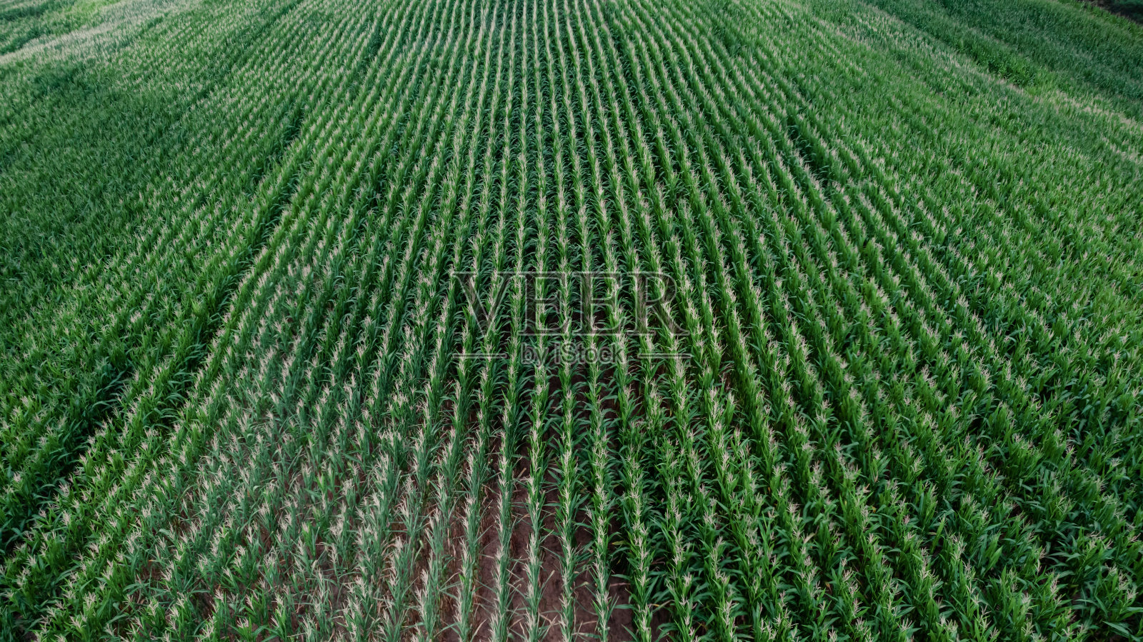 玉米田鸟瞰图照片摄影图片
