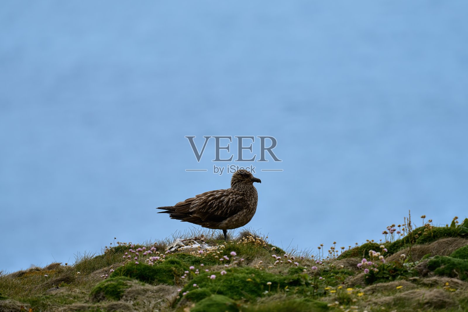 一只大贼鸥站在猎物的尸骨旁照片摄影图片