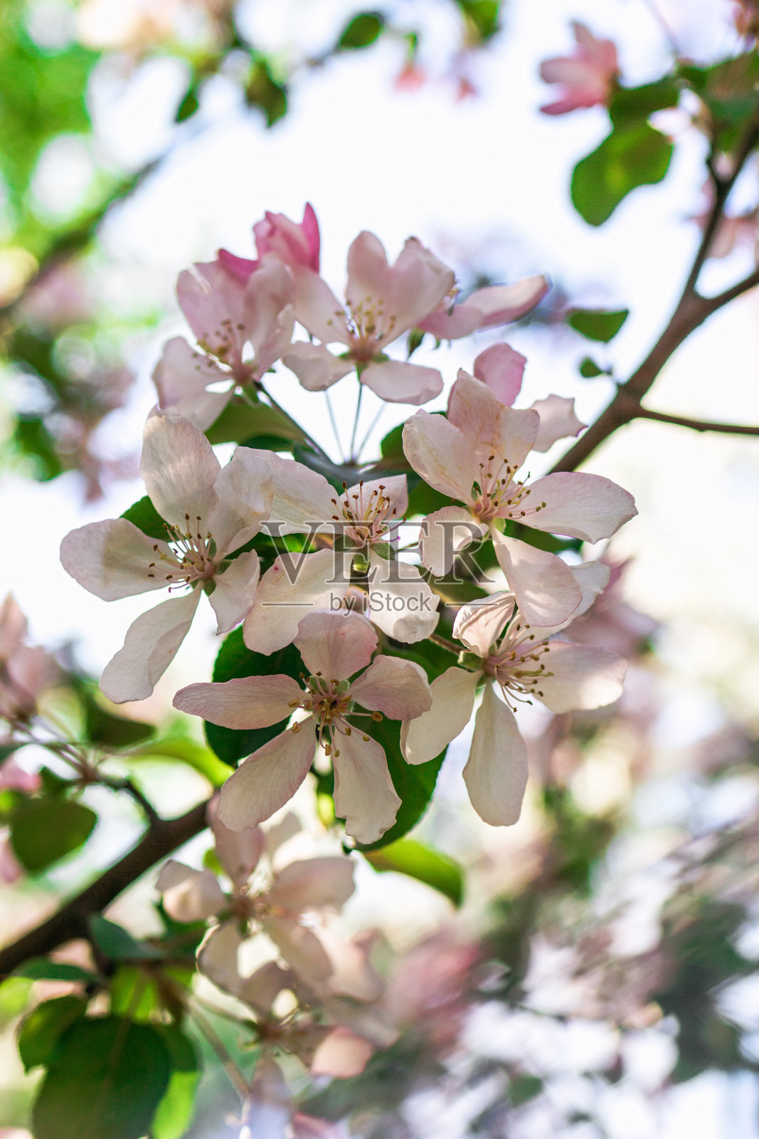 美丽的花朵,粉红色的苹果树花在春天的阳光下,接近。照片摄影图片