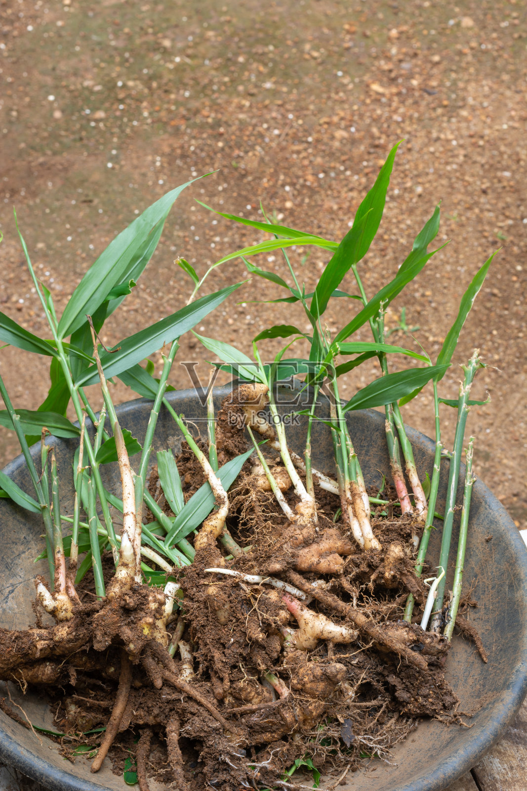 新鲜的生姜和土壤在托盘中准备种植照片摄影图片