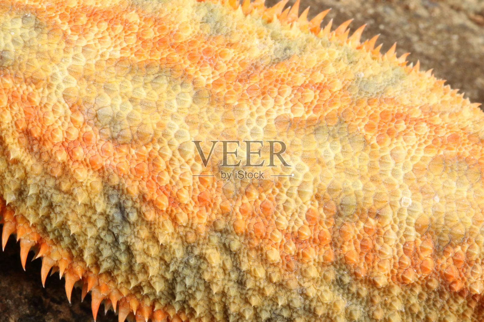 大胡子龙鳞细节照片摄影图片