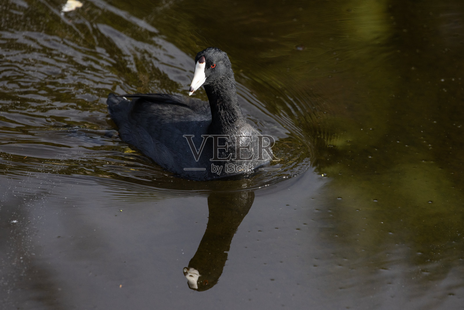普通白骨顶在水里游泳照片摄影图片