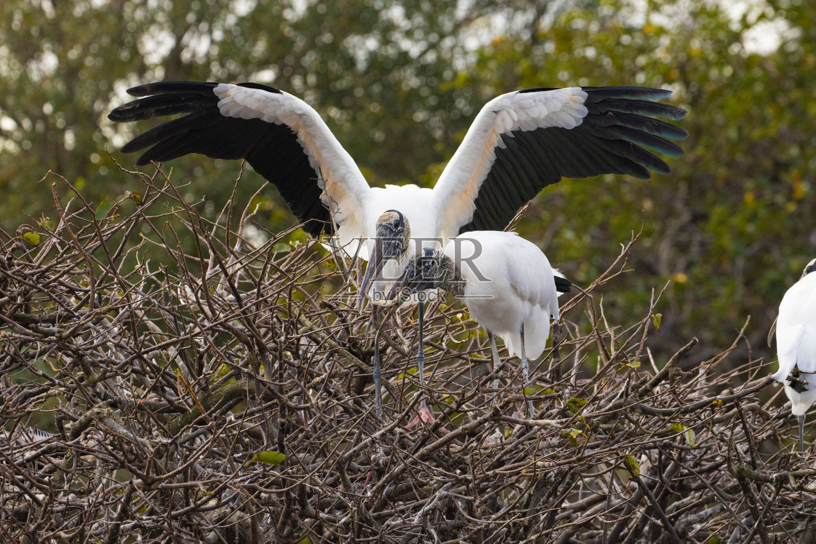 两只木鹳筑巢照片摄影图片