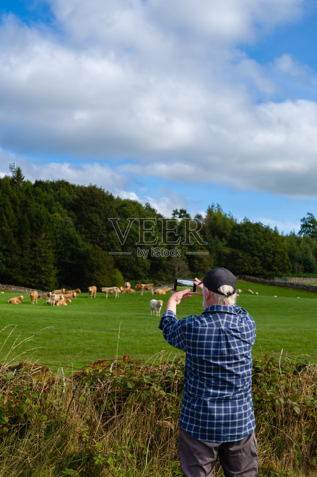 一位老人正在拍摄一群肉牛照片摄影图片