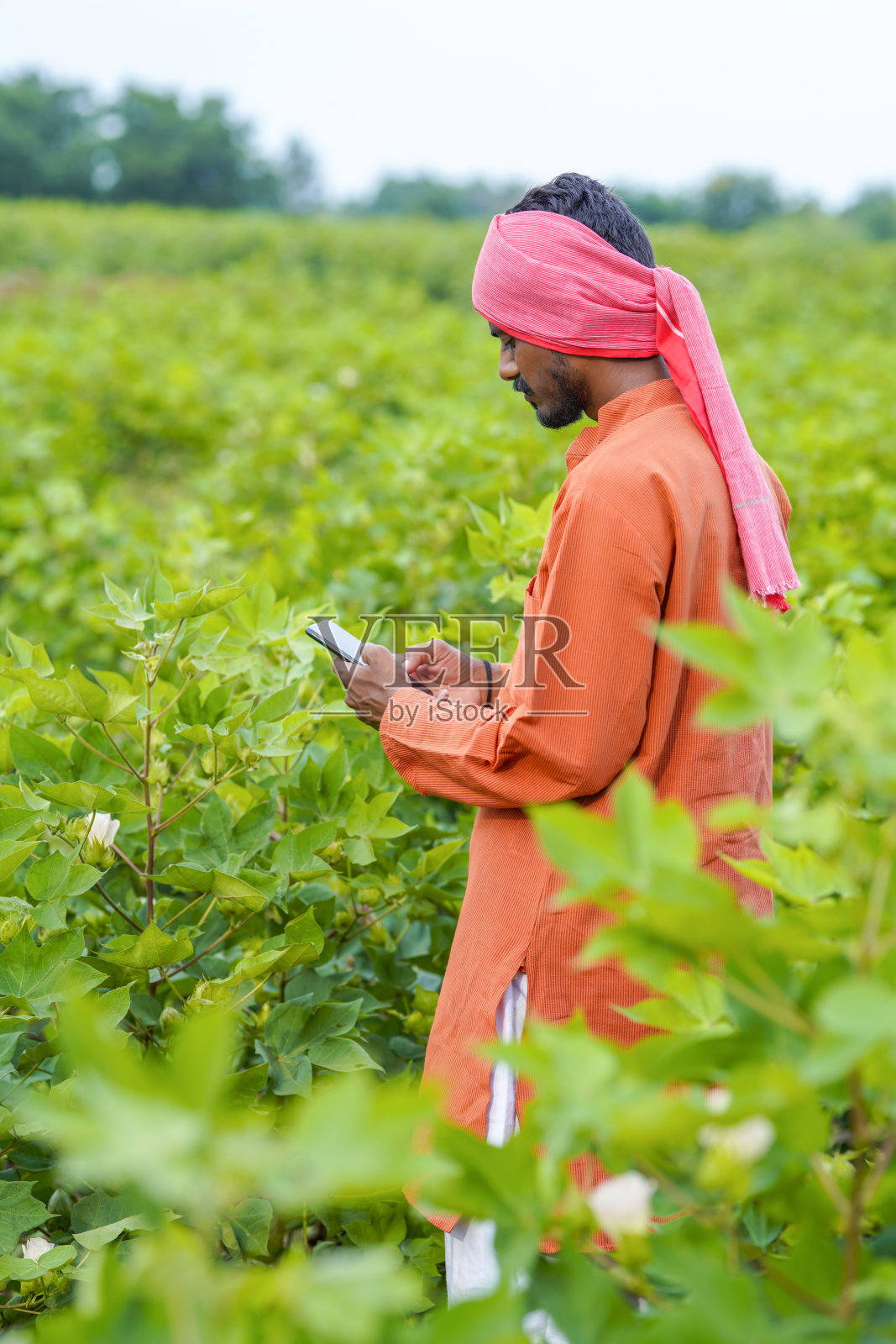 印度农民在农田里使用智能手机。照片摄影图片