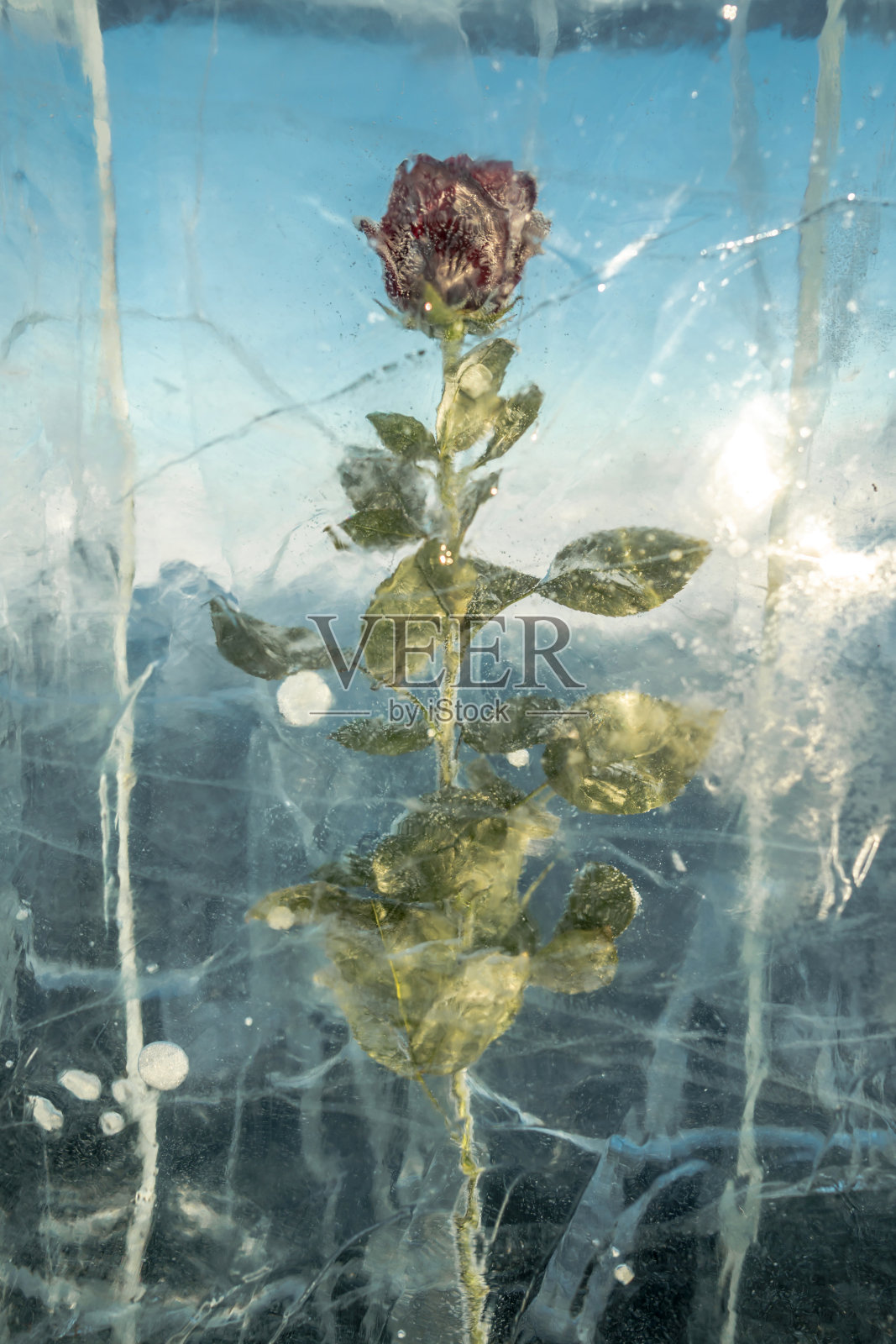 绽放着花瓣的红玫瑰被冻成了一块有裂缝的冰。象征冻结之美的美丽艺术品照片摄影图片