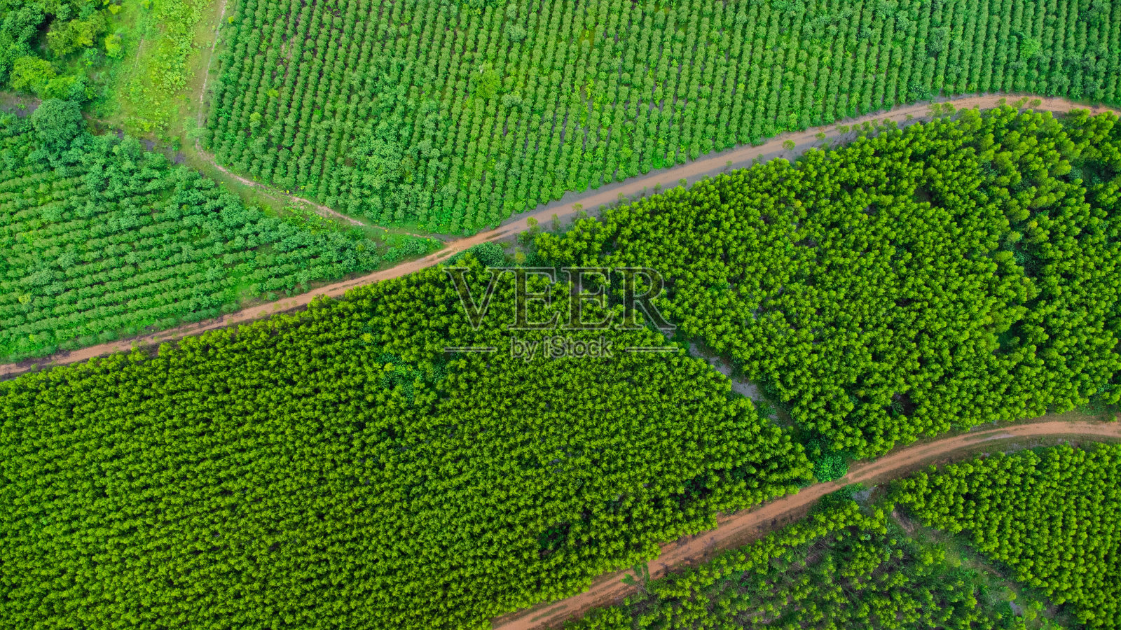 泰国桉树种植园的鸟瞰图。无人机航拍。照片摄影图片