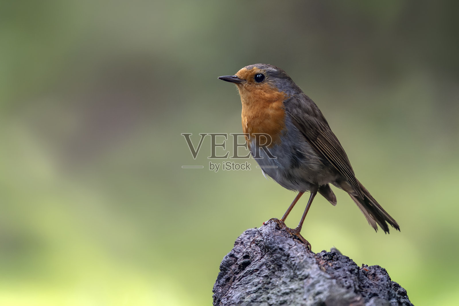 树枝上的欧洲知更鸟(Erithacus rubecula)照片摄影图片