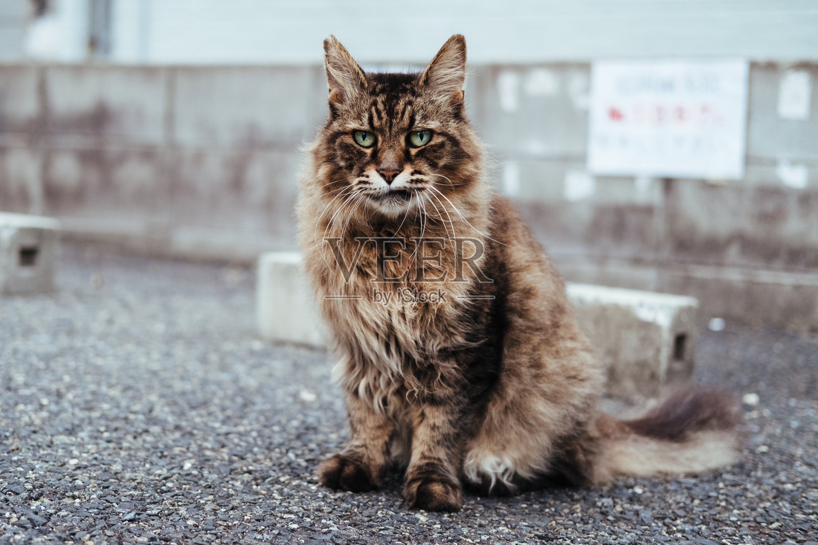 停车场里的一只猫,长毛猫照片摄影图片