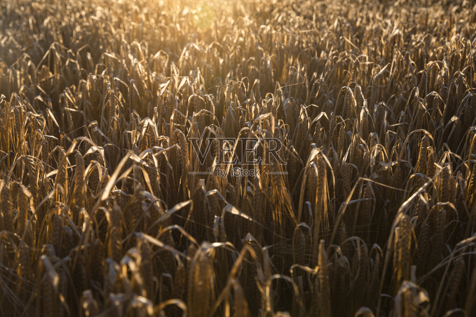准备收割的大麦照片摄影图片