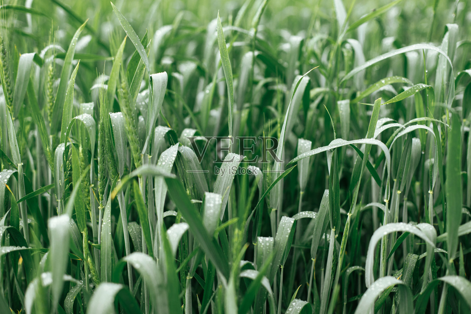 雨后的麦田。绿色的小麦穗和茎在水滴近距离。农业。夏天在乡下,花墙纸。黑麦作物照片摄影图片