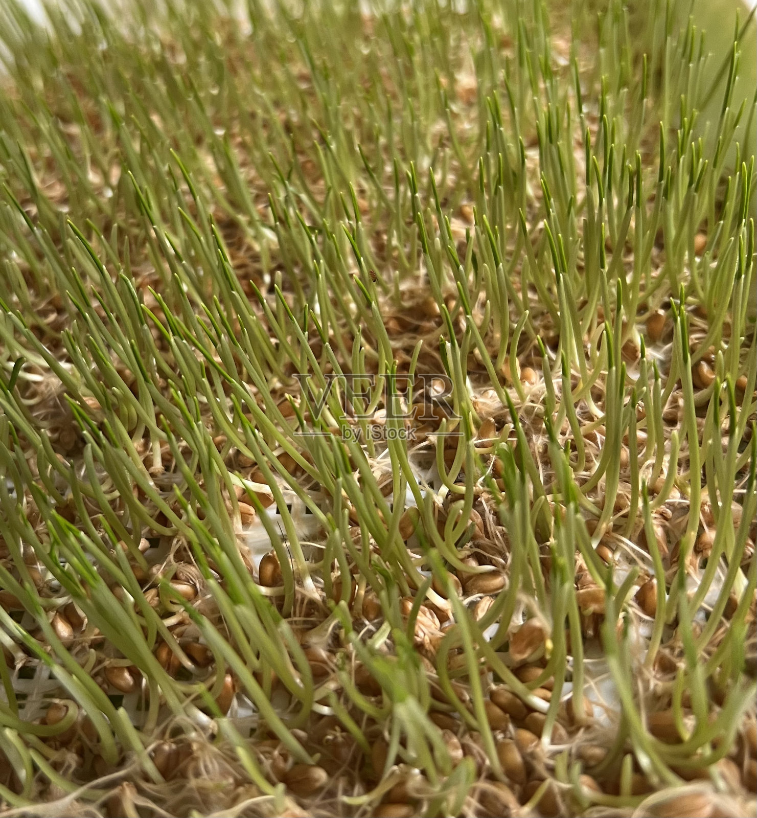 麦草发芽照片摄影图片