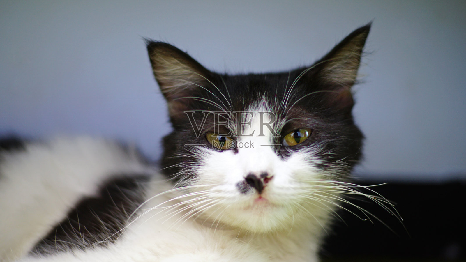 黑白猫照片摄影图片