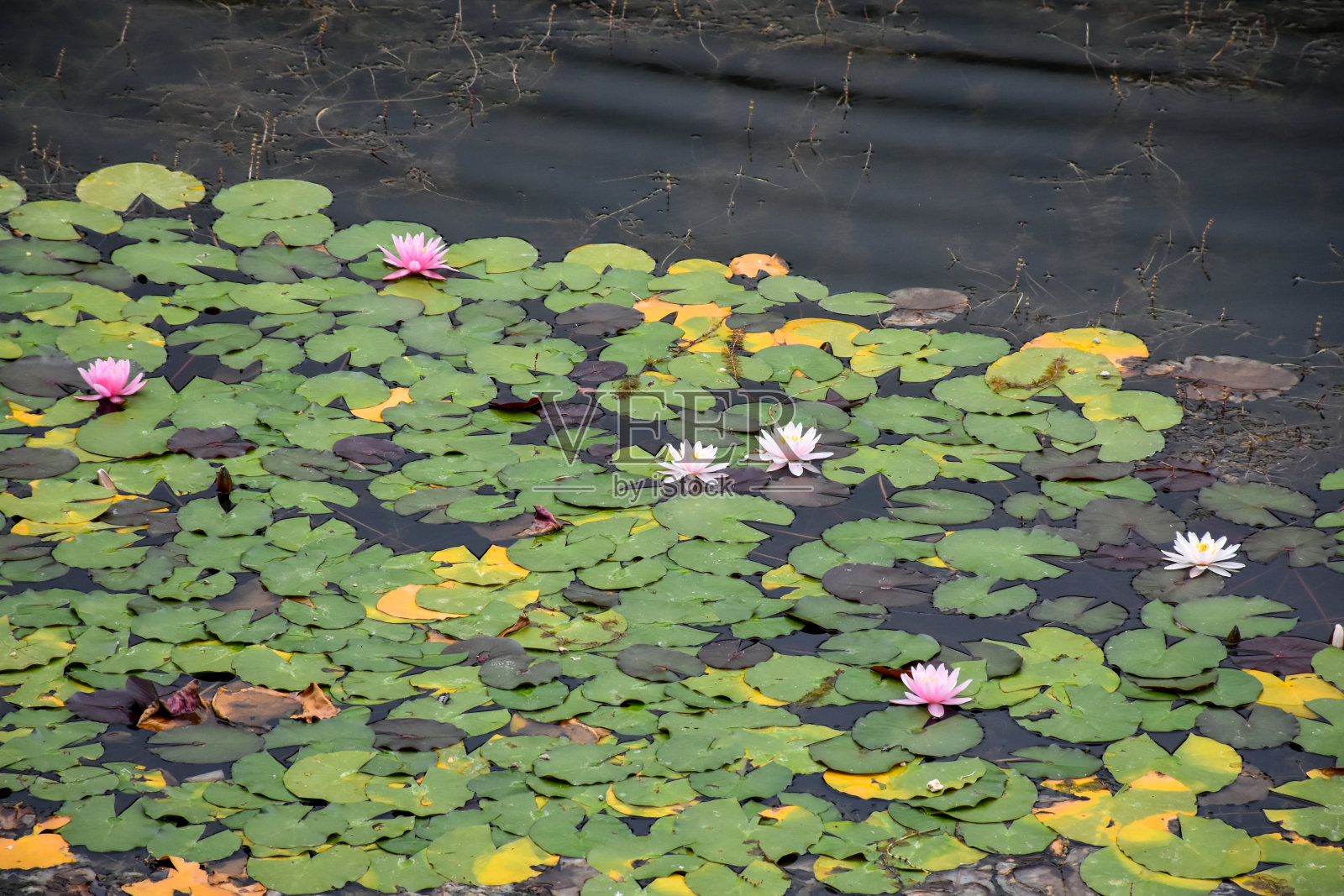 莲花水百合花在水面上照片摄影图片