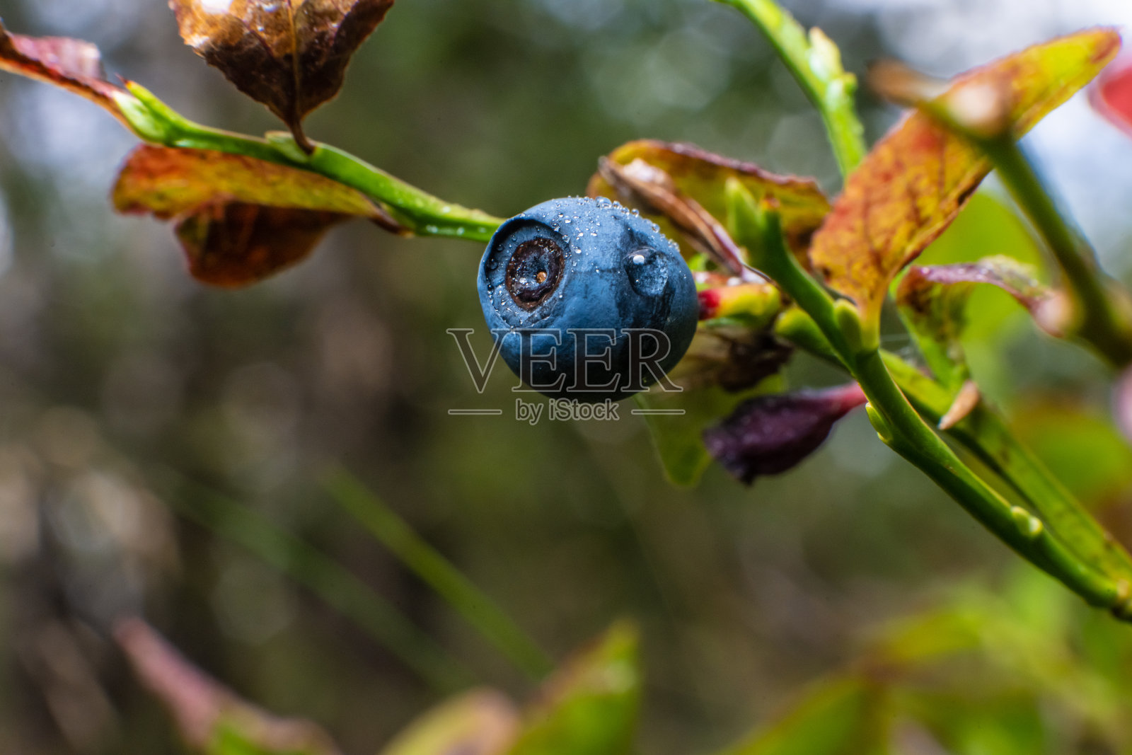 森林里蓝莓的微距照片。照片摄影图片