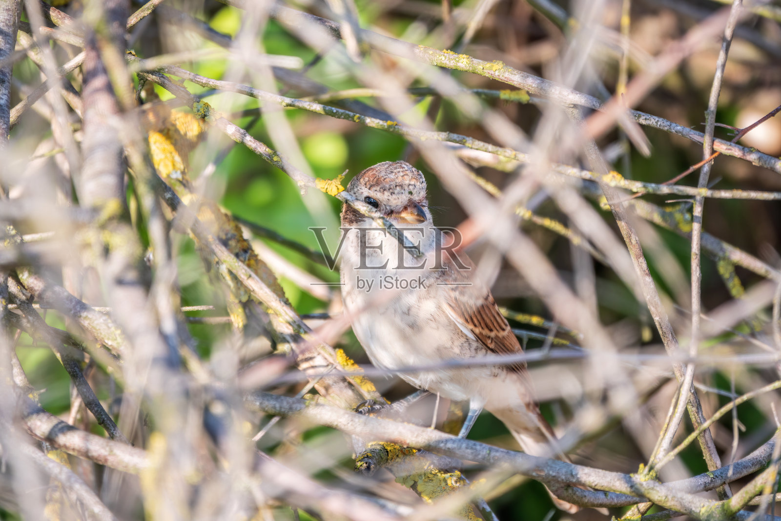 幼红背伯劳鸟坐在树枝上。照片摄影图片