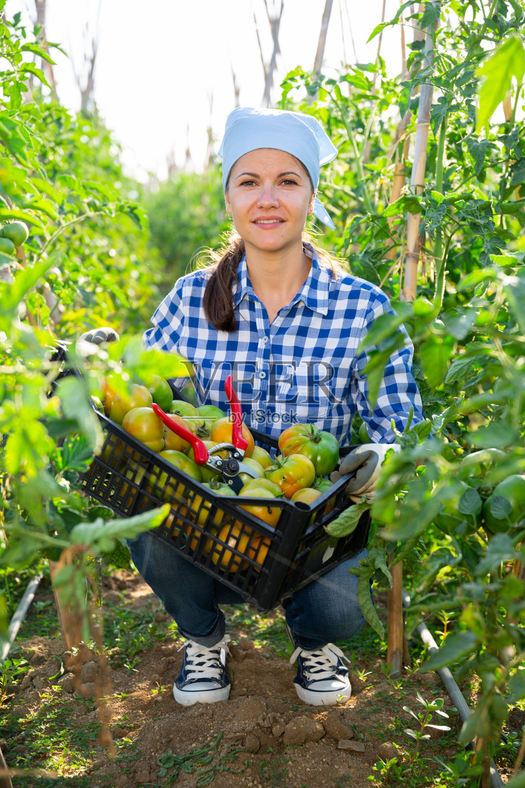 女园丁在蔬菜园里收集未成熟的西红柿照片摄影图片